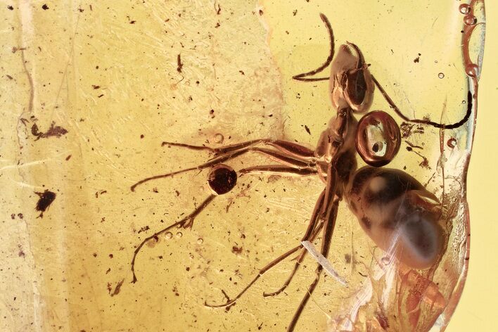 Detailed Fossil Ant (Formicidae) In Baltic Amber #346622